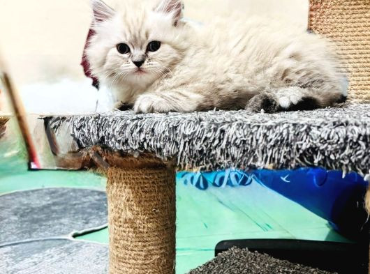 Bir Kedi Yavrusu Kürklü Bir Tatlı Beladır