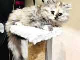 Bir Kedi Yavrusu Kürklü Bir Tatlı Beladır