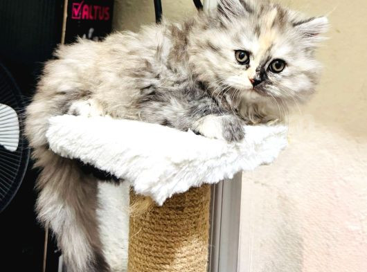 Bir Kedi Yavrusu Kürklü Bir Tatlı Beladır görsel