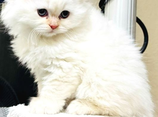 Bir Kedi Yavrusu Kürklü Bir Tatlı Beladır görsel