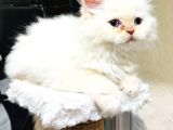 Bir Kedi Yavrusu Kürklü Bir Tatlı Beladır