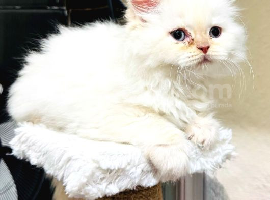 Bir Kedi Yavrusu Kürklü Bir Tatlı Beladır görsel