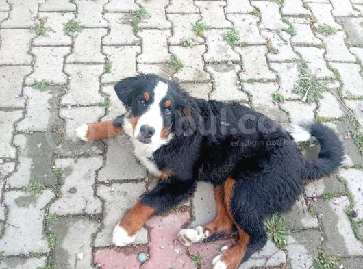 Son Dişi Bernese Yavrusu Çok Akilli