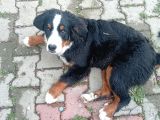 Son Dişi Bernese Yavrusu Çok Akilli