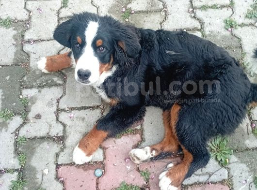 Son Dişi Bernese Yavrusu Çok Akilli görsel