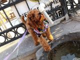 5 aylık Dişi Toy poodle - Maya