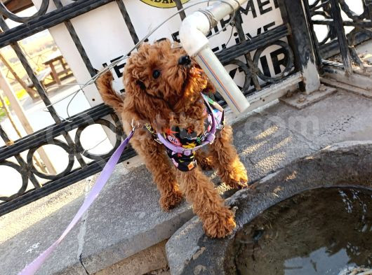 5 Aylık Dişi Toy Poodle - Maya