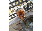5 Aylık Dişi Toy Poodle - Maya