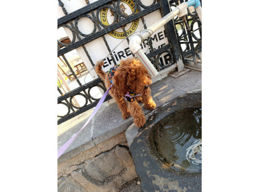 5 Aylık Dişi Toy Poodle - Maya görsel