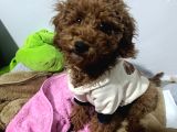 5 Aylık Dişi Toy Poodle - Maya