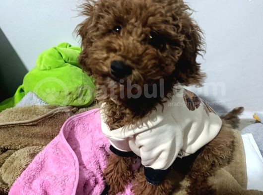 5 Aylık Dişi Toy Poodle - Maya görsel