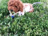 5 Aylık Dişi Toy Poodle - Maya