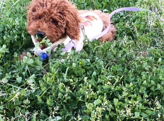 5 Aylık Dişi Toy Poodle - Maya görsel
