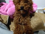 5 Aylık Dişi Toy Poodle - Maya