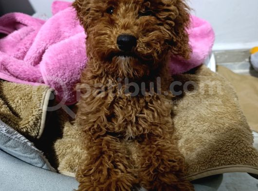5 Aylık Dişi Toy Poodle - Maya görsel