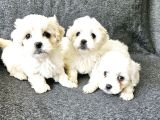 Maltese terier yavrularimiz