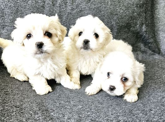 Maltese Terier Yavrularimiz