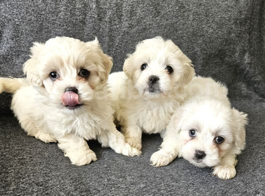 Maltese Terier Yavrularimiz görsel