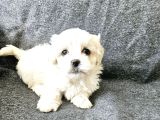 Maltese Terier Yavrularimiz
