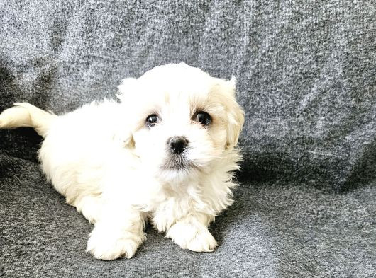 Maltese Terier Yavrularimiz görsel