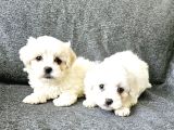 Maltese Terier Yavrularimiz