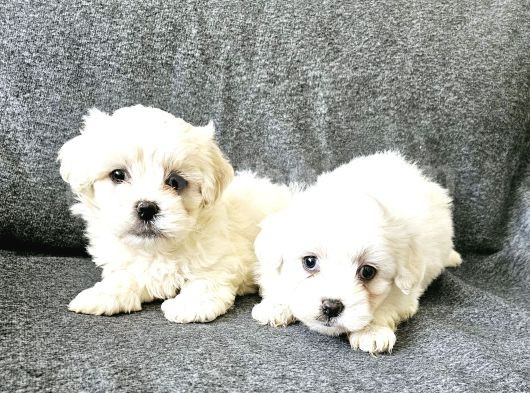 Maltese Terier Yavrularimiz görsel