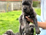 Üst Düzey Blue Cane Corsolar