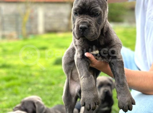 Üst Düzey Blue Cane Corsolar görsel
