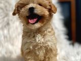 Teacup maltipoo