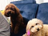 Mini Toy Poodle Erkek Yavru 45Günlük
