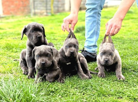 Üst Düzey Blue Cane Corsolar görsel
