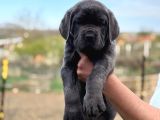 Üst Düzey Blue Cane Corsolar