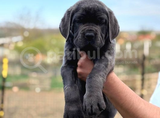 Üst Düzey Blue Cane Corsolar görsel