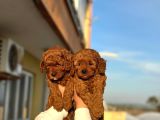Red Toy Poodle Bebeklerimiz