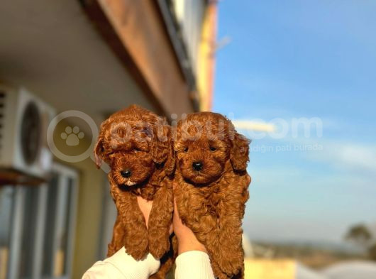 Red Toy Poodle Bebeklerimiz görsel