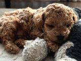Mini Toy Poodle Erkek Yavru 45Günlük