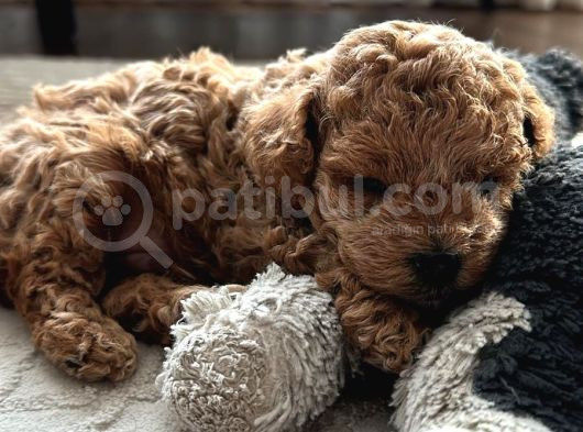 Mini Toy Poodle Erkek Yavru 45Günlük görsel