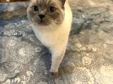 British Blue Point
