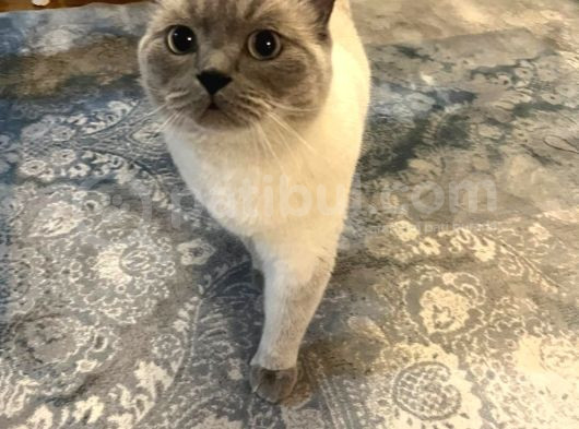British Blue Point
