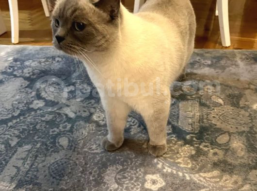 British Blue Point görsel