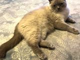 British Blue Point