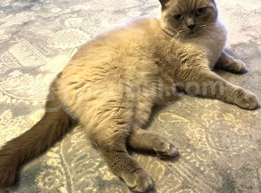 British Blue Point görsel