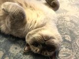 British Blue Point