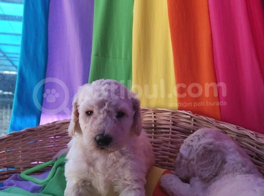 A Kali̇te Gerçek Doodle Yavrular görsel
