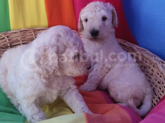 A Kali̇te Gerçek Doodle Yavrular görsel