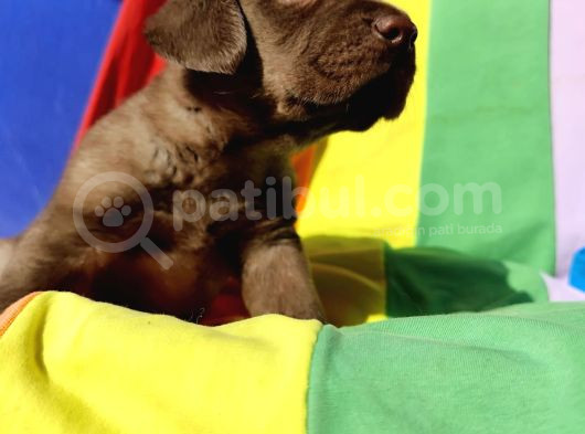 Süper Krem Ve Çi̇kolata Labrador Yavrular
