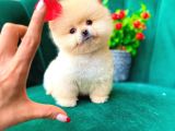 Mükemmel Pomeri̇an Boo Yavrular İçi̇n Ulaşabi̇li̇rsi̇ni̇z