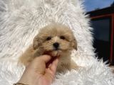 Teacup Maltipoo