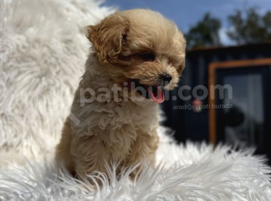 Teacup Maltipoo görsel