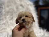 Teacup Maltipoo